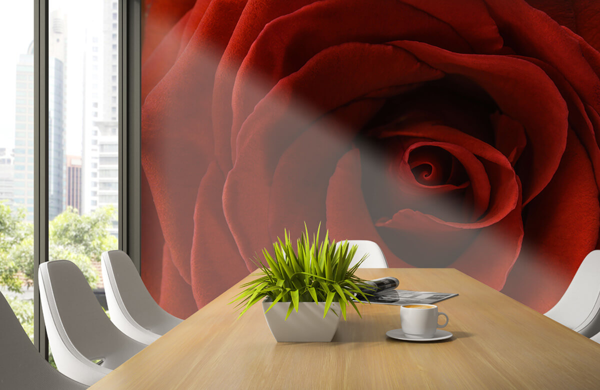 Flores, plantas y árboles Papel pintado con Primer plano de una rosa roja - Habitación 3