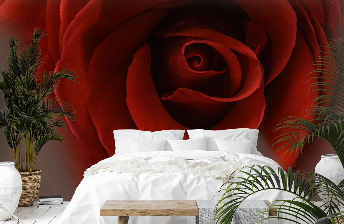 Flores, plantas y árboles Papel pintado con Primer plano de una rosa roja - Habitación 7