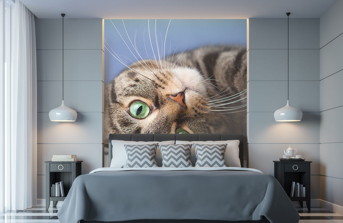 Animales Papel pintado con Gato rodante - Habitación de niña 8