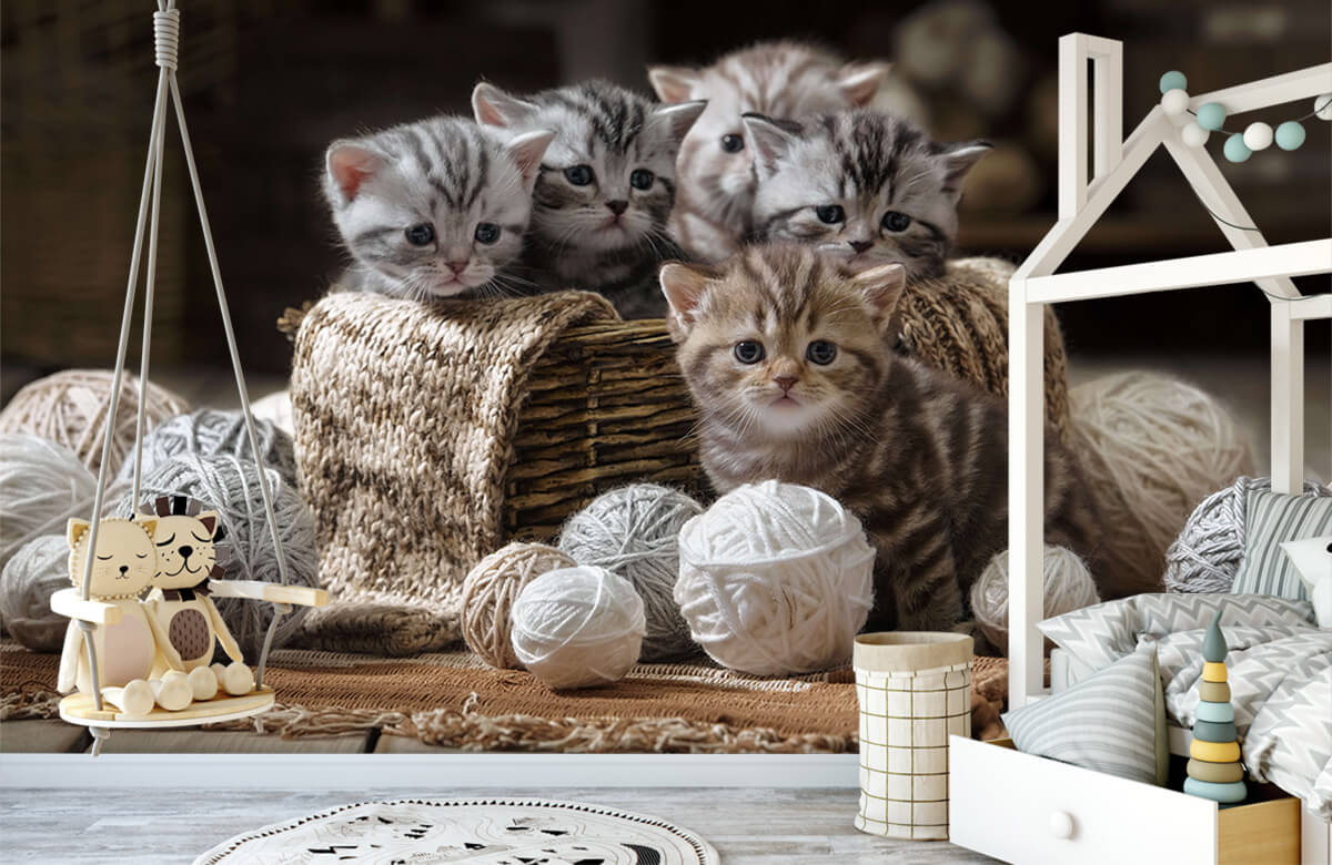 Animales Papel pintado con Gatitos con lana - Habitación de niña 3