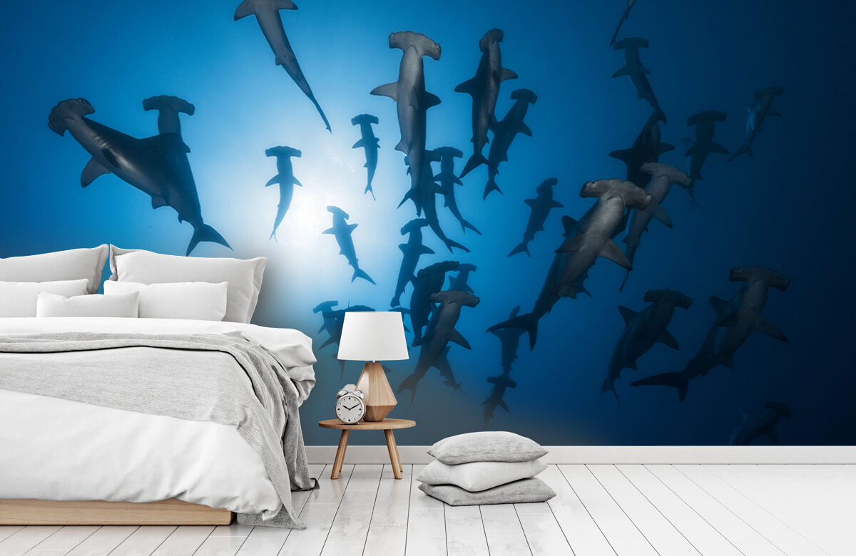 Underwater Papel pintado con Tiburón martillo - Fotografía submarina - Habitación de adolescentes 5
