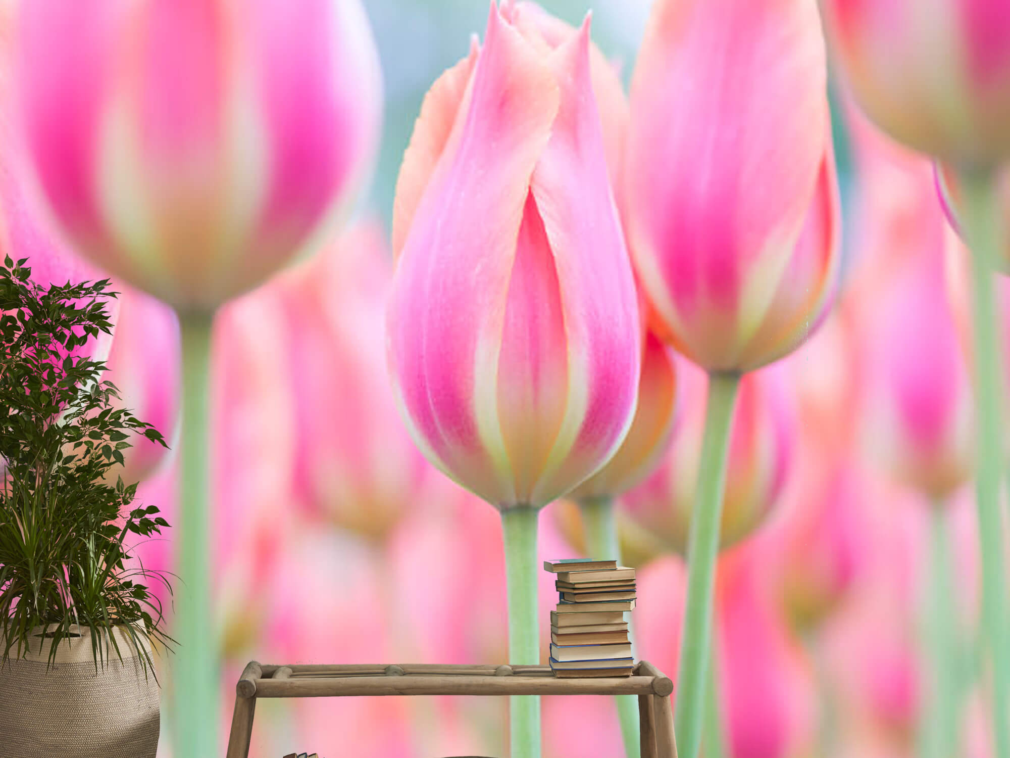  Papel pintado con Primer plano de tulipanes rosas - Pasillo 15
