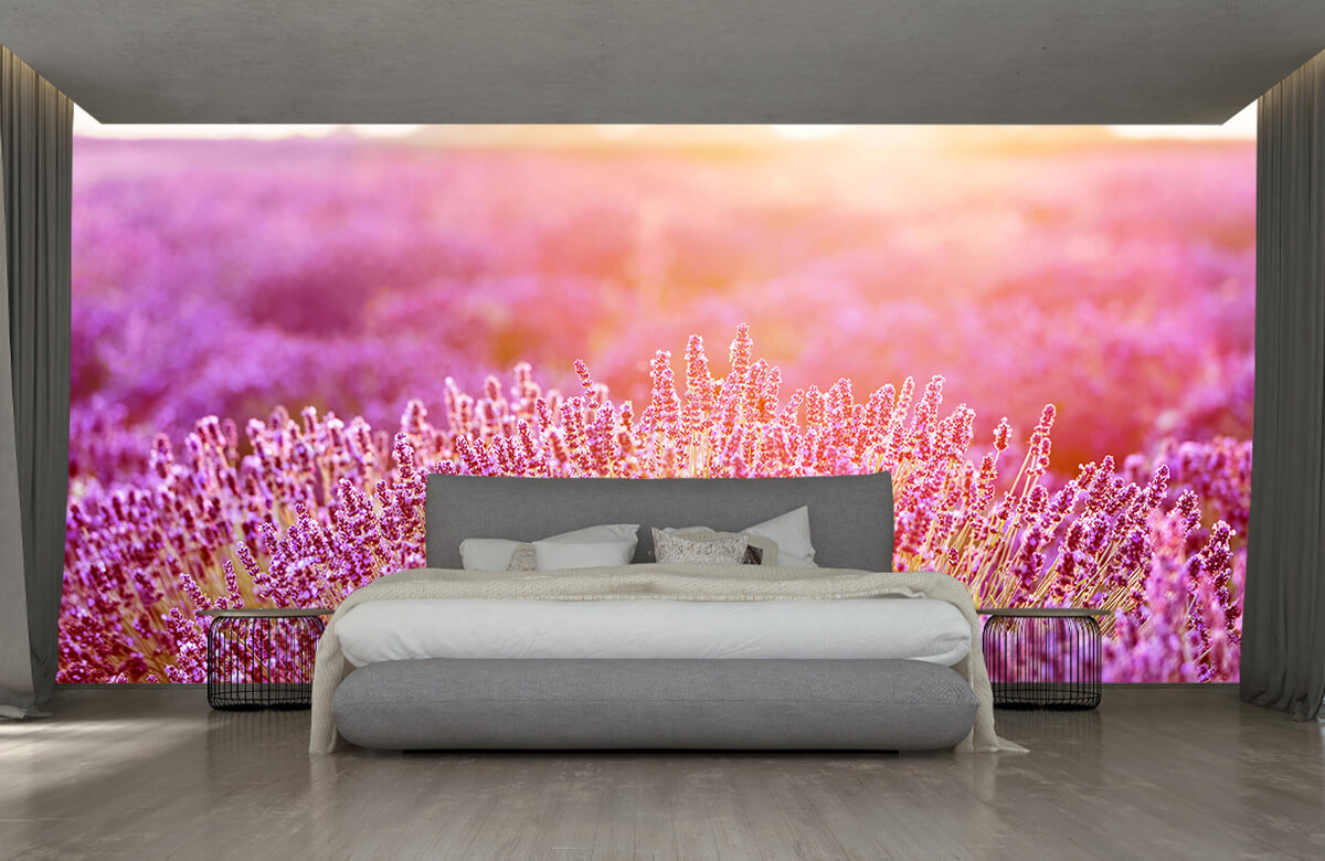 wallpaper Primer plano de flores de lavanda 3