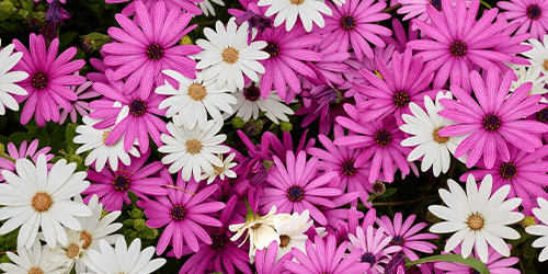 Floral Floral