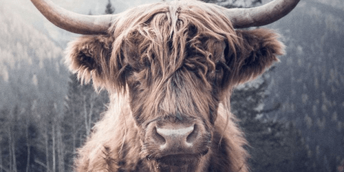 Vacas Escocesas