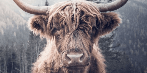 Vacas Escocesas Vacas Escocesas